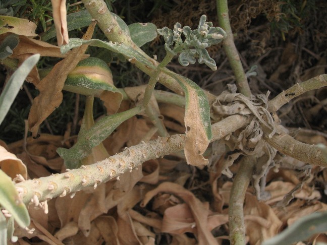 Matthiola incana ssp. melitensis e Hyoseris frutescens